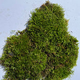 Sylvergreen Bryum Moss